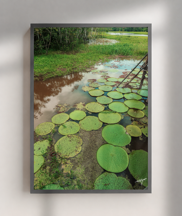 Water Garden