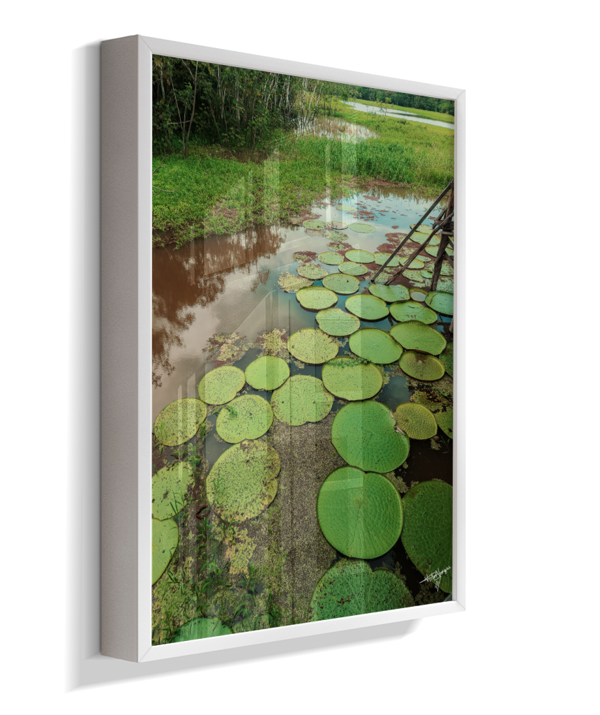 Water Garden