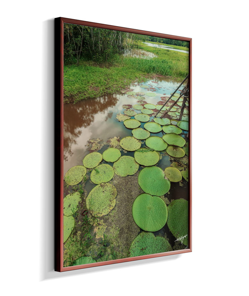 Water Garden