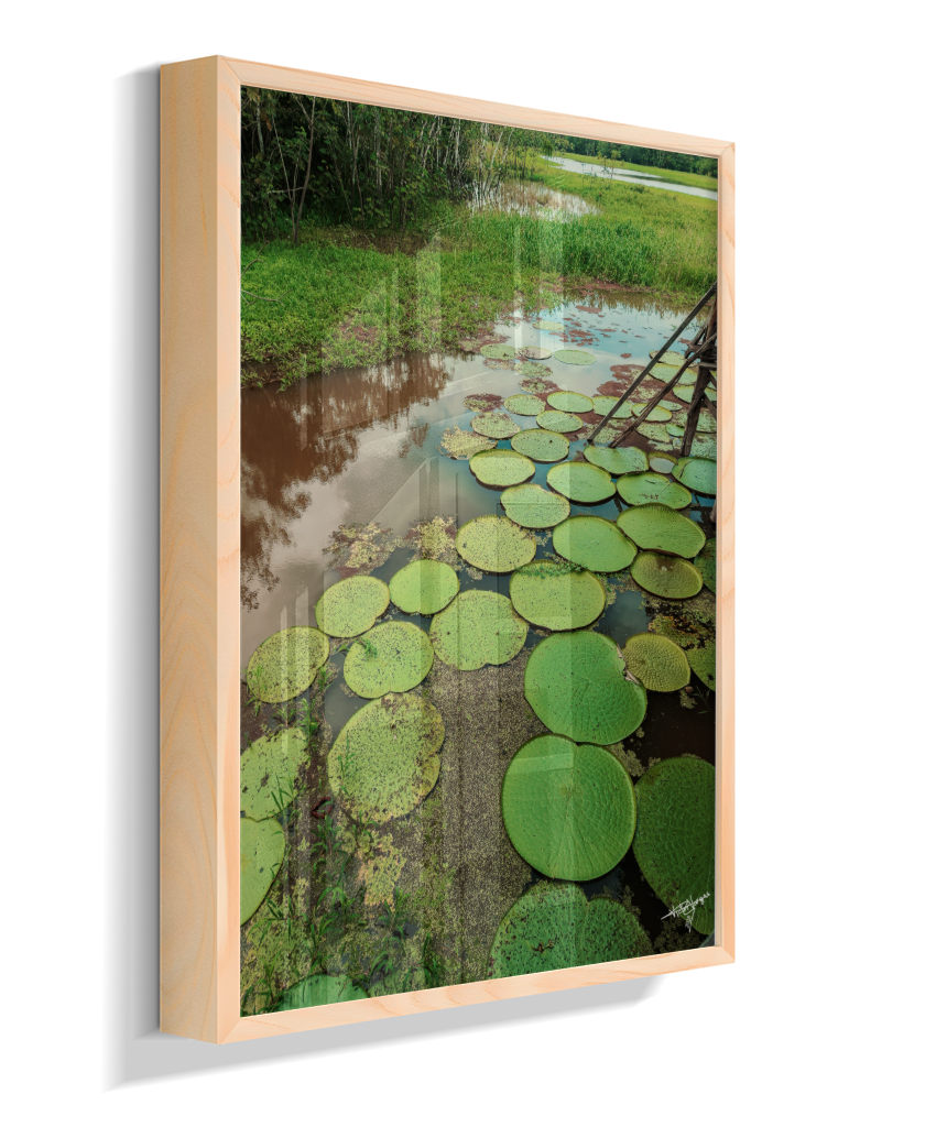 Water Garden