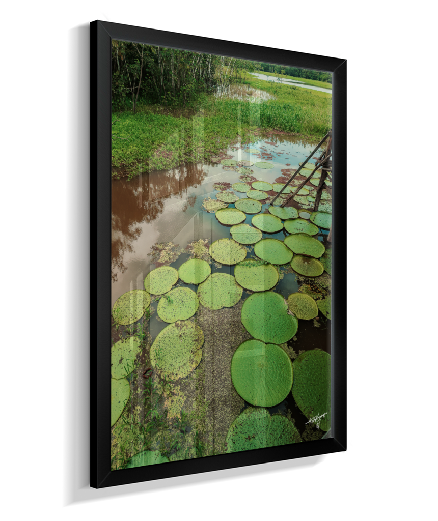 Water Garden