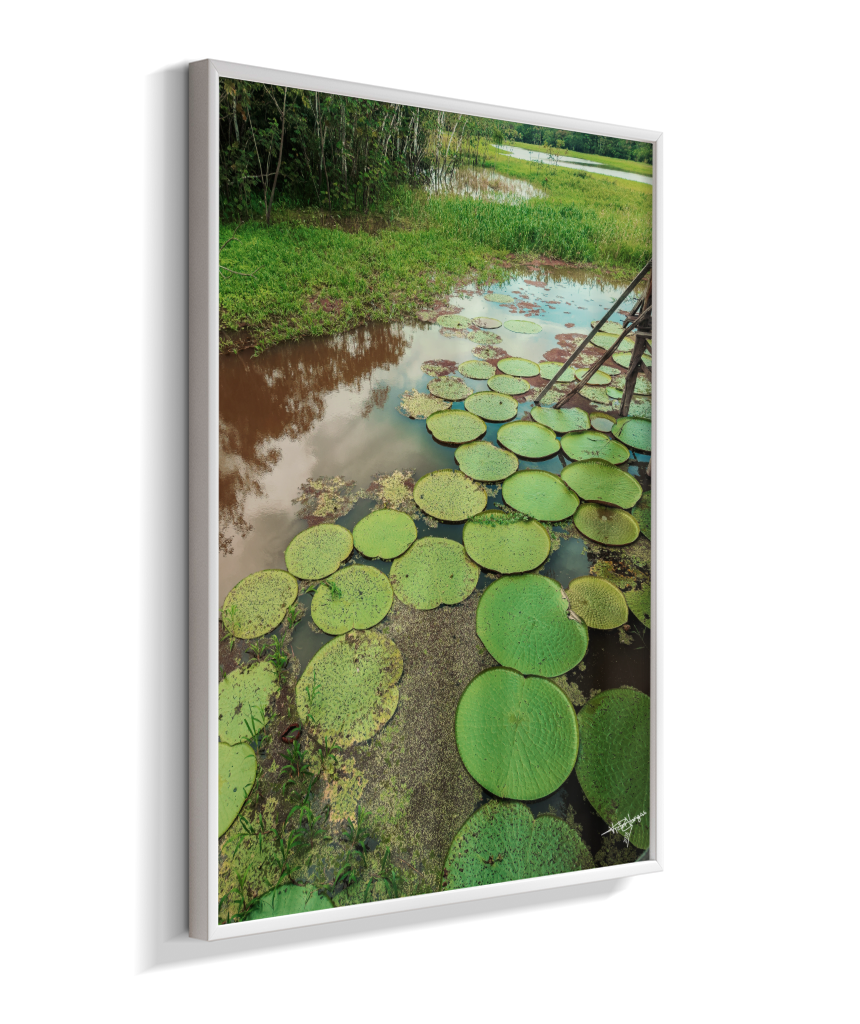 Water Garden