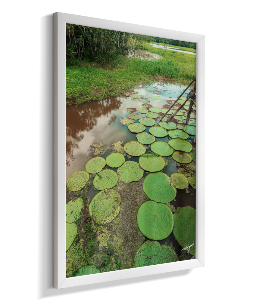 Water Garden