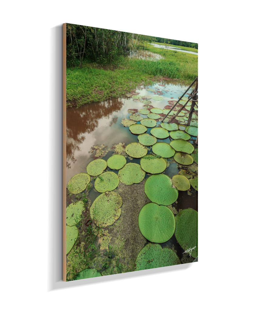 Water Garden