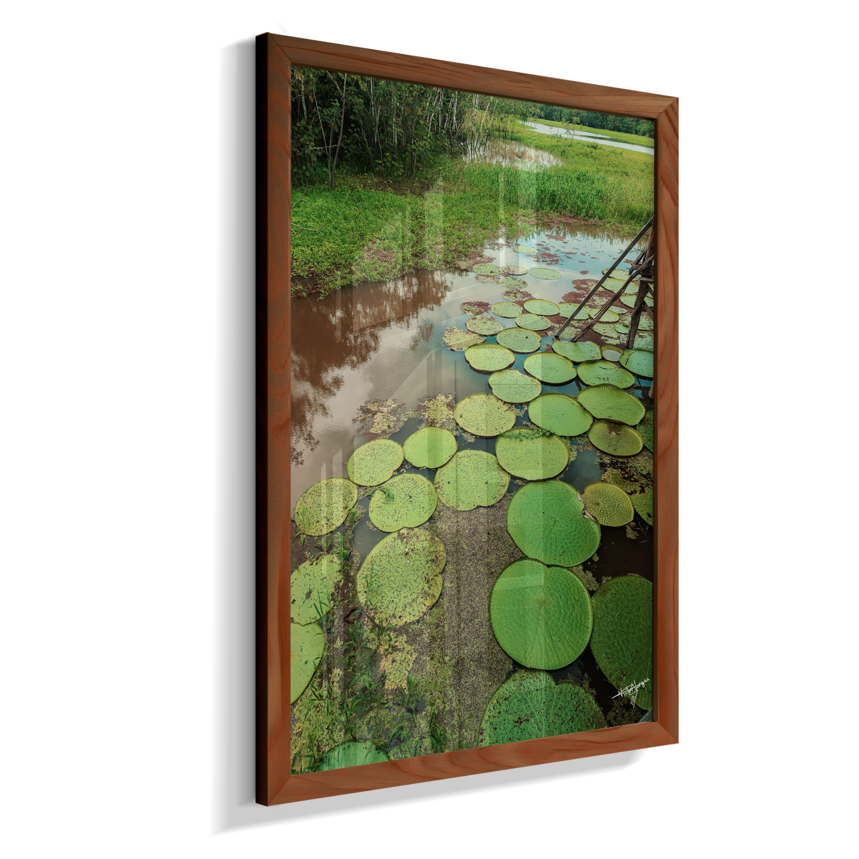 Water Garden