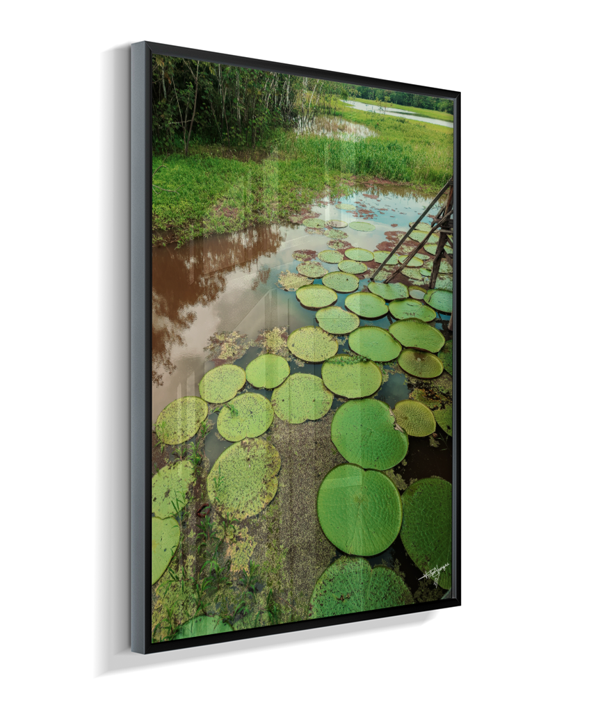 Water Garden