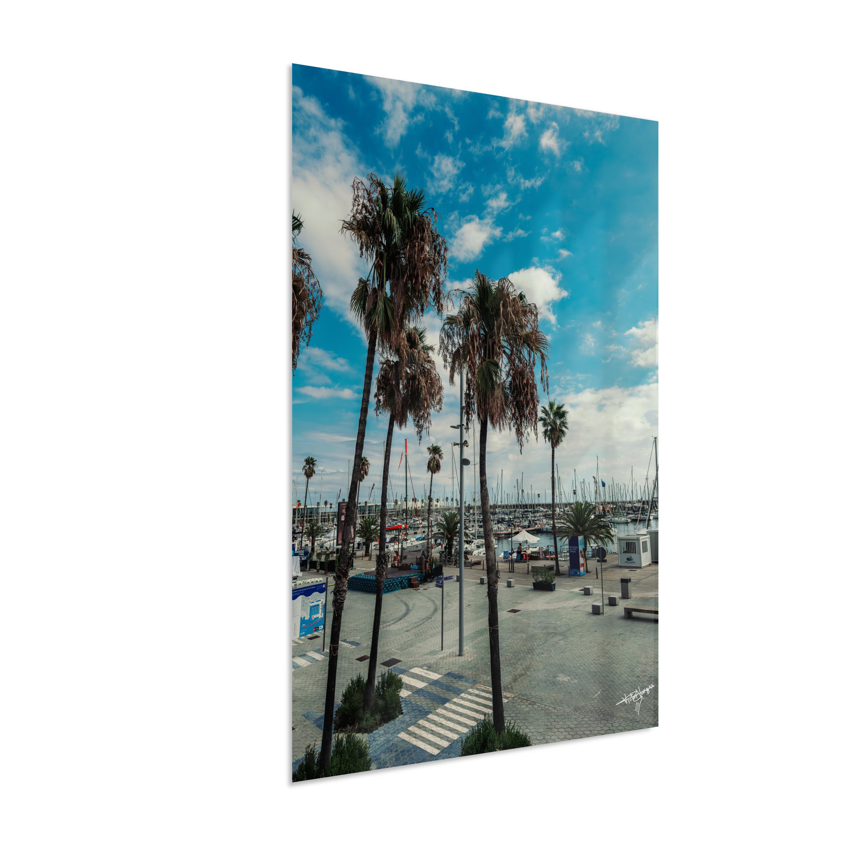 Harbor Palms