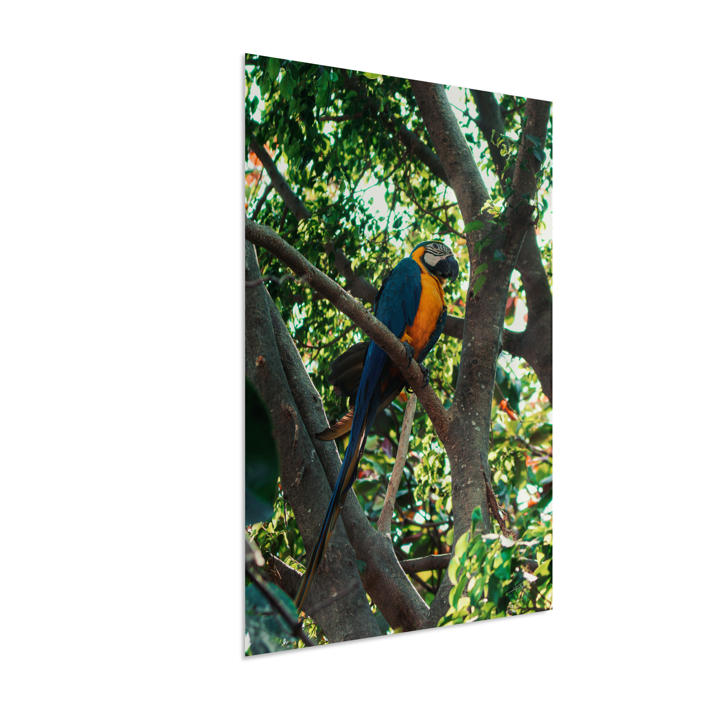 Treetop Sentinel