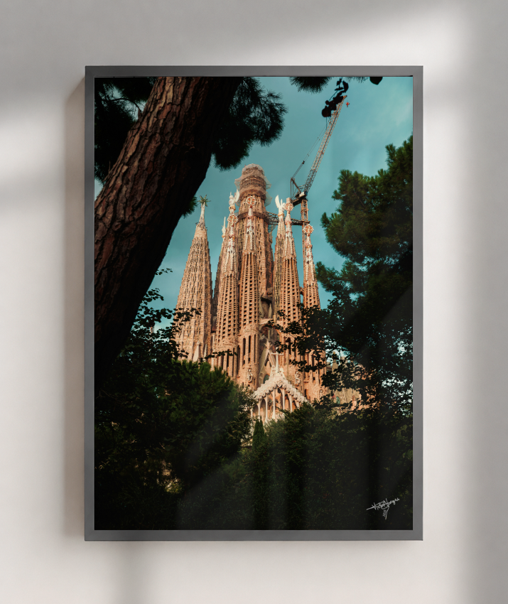 Through the Pines