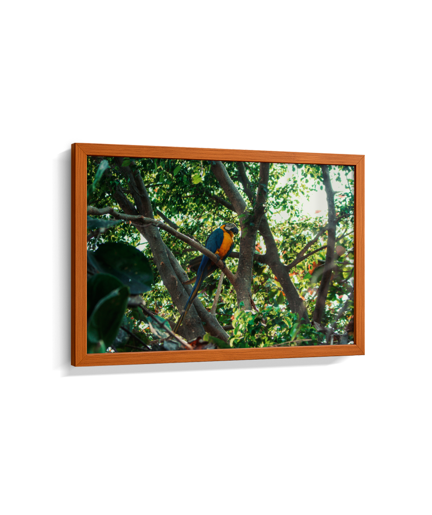 Jungle Lookout