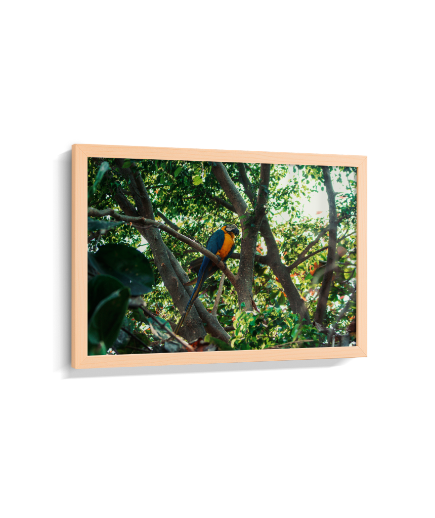 Jungle Lookout