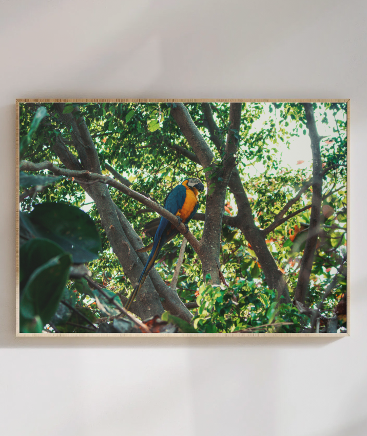 Jungle Lookout
