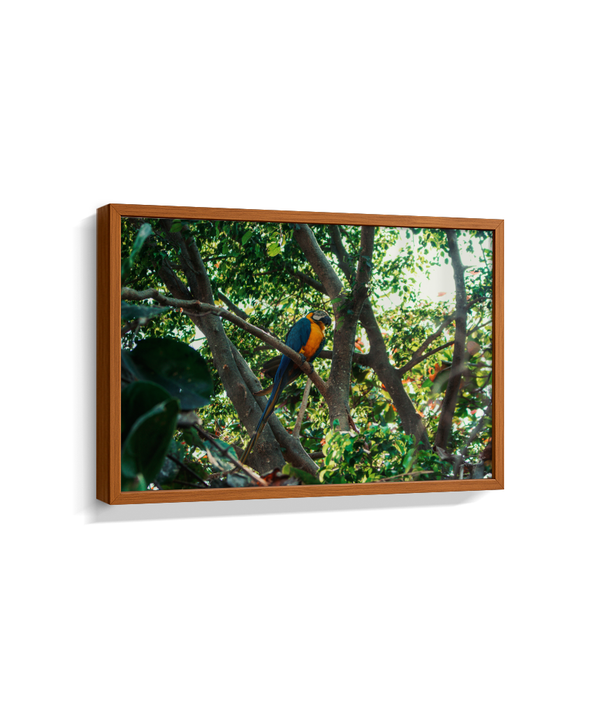 Jungle Lookout