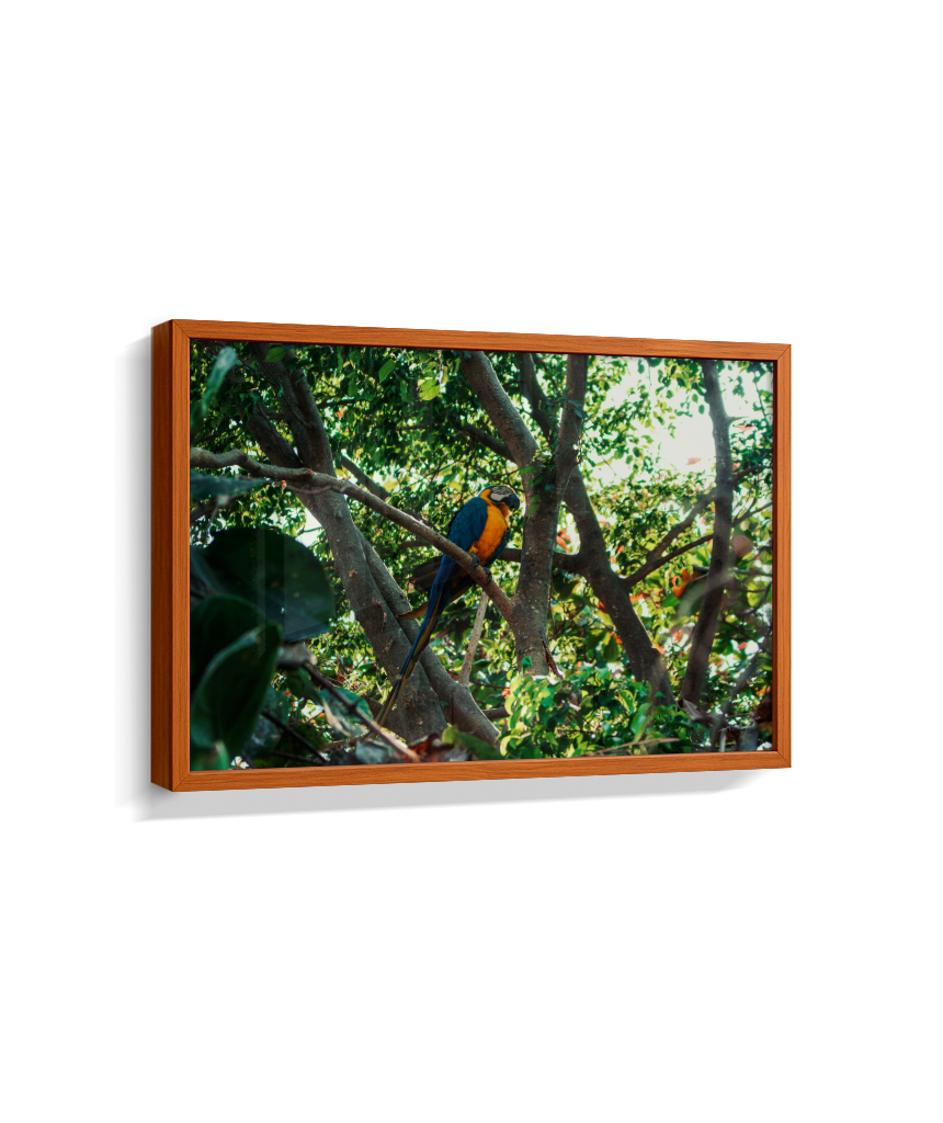 Jungle Lookout