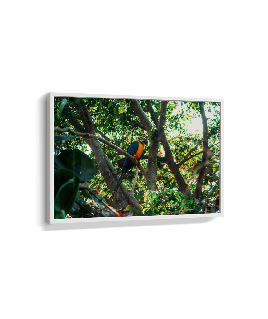 Jungle Lookout