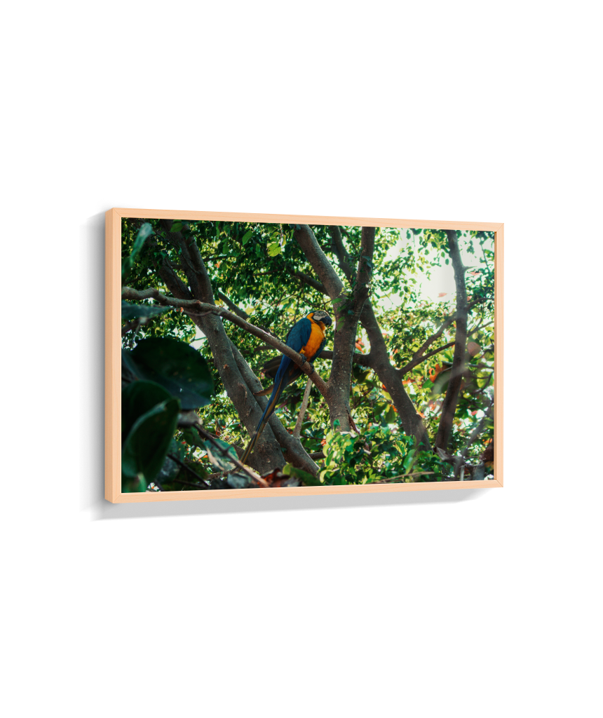 Jungle Lookout