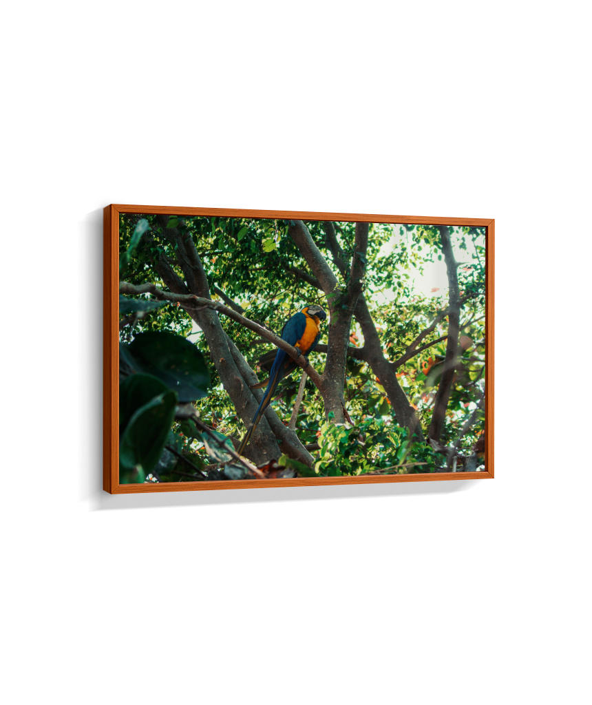 Jungle Lookout