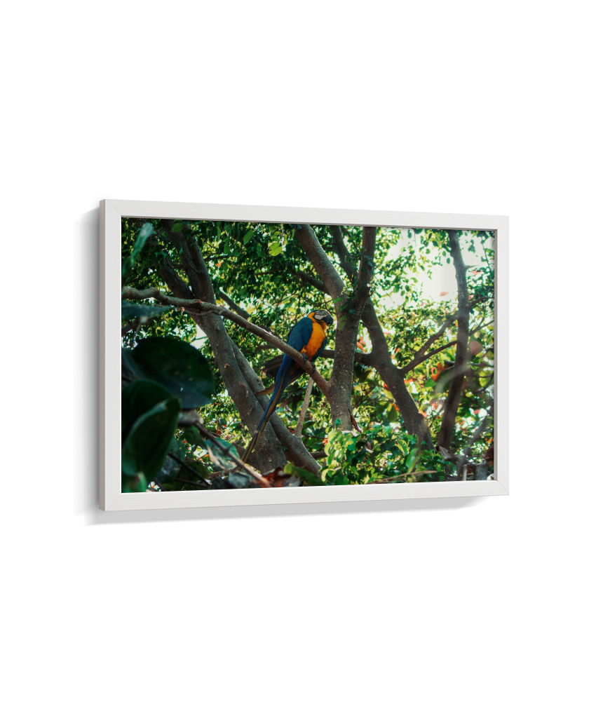 Jungle Lookout