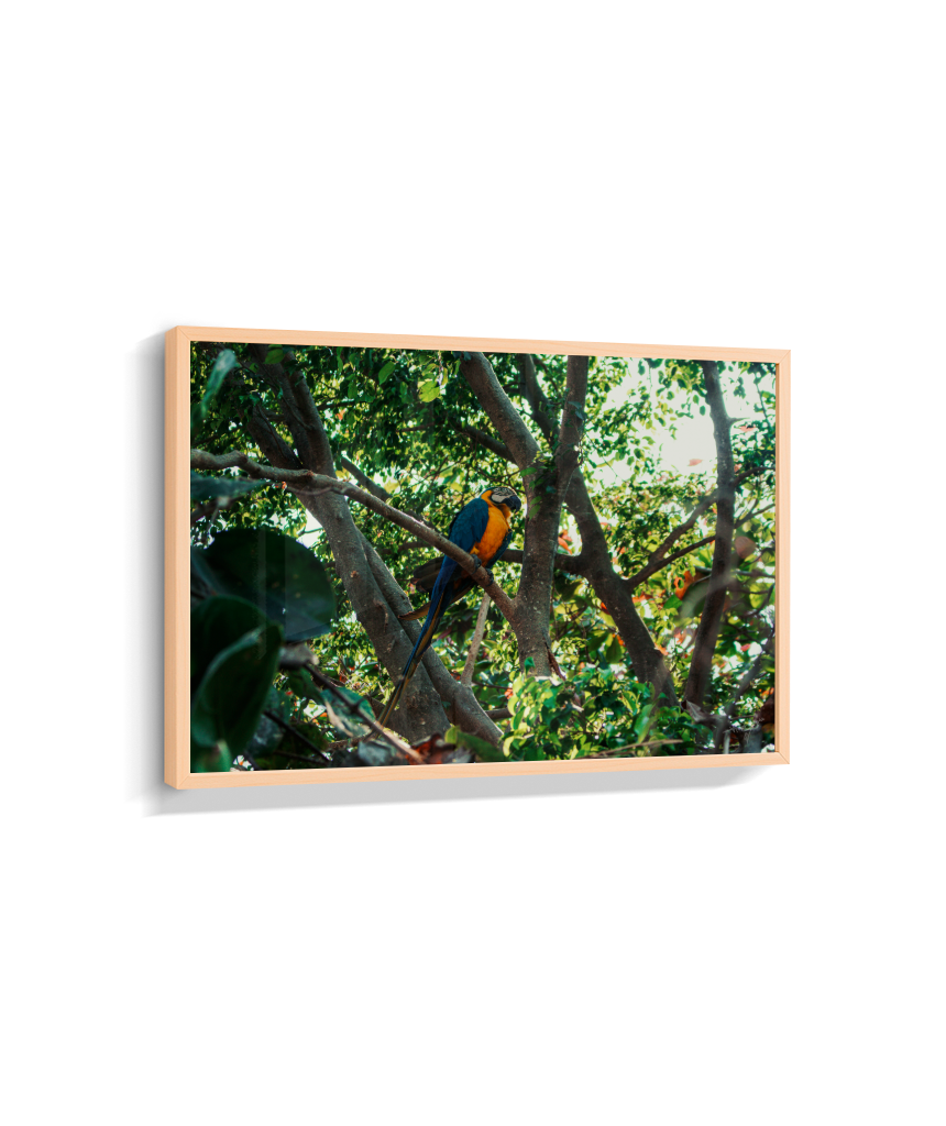 Jungle Lookout