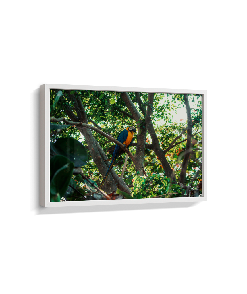 Jungle Lookout