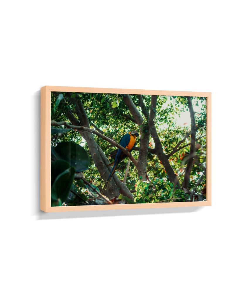Jungle Lookout