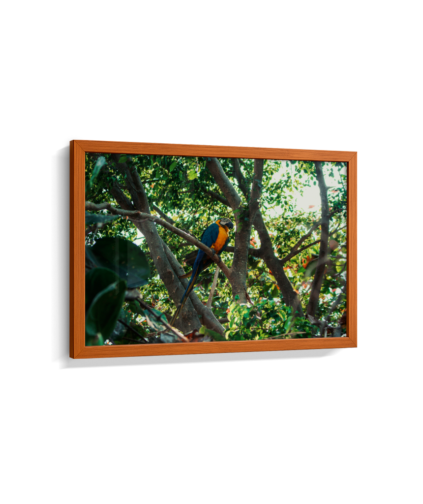 Jungle Lookout