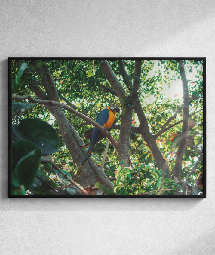 Jungle Lookout