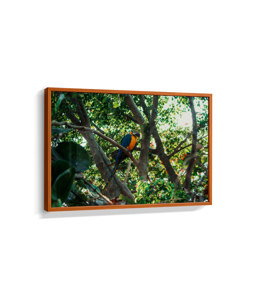 Jungle Lookout