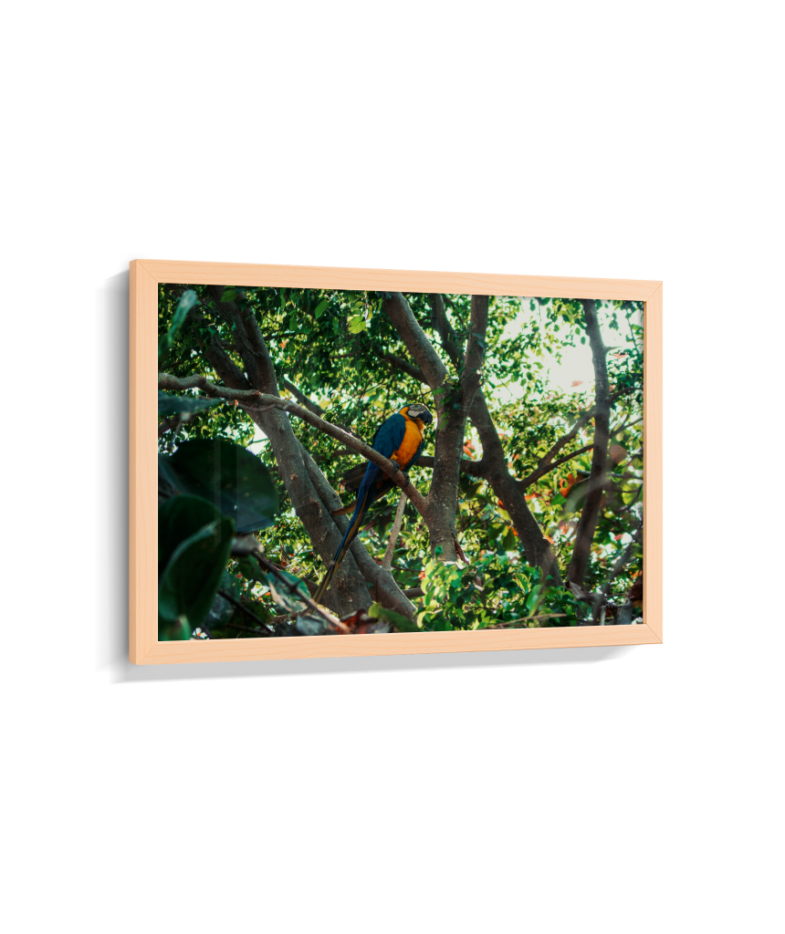 Jungle Lookout