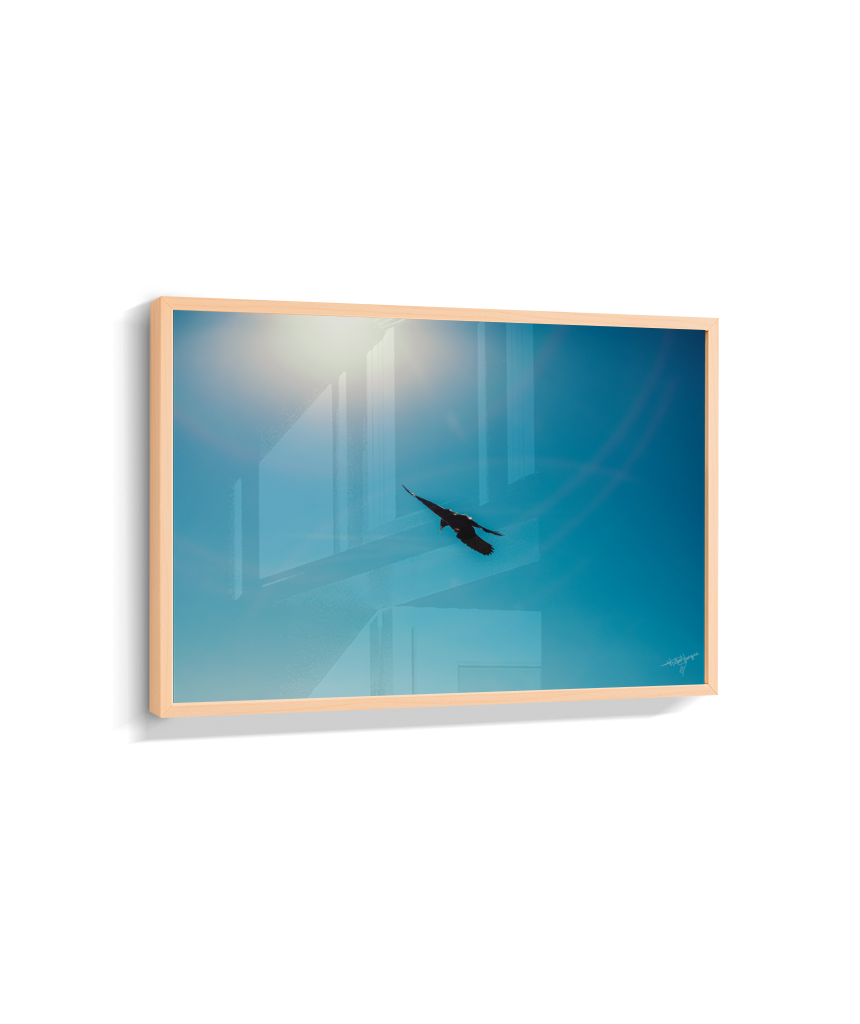 Wings in Blue