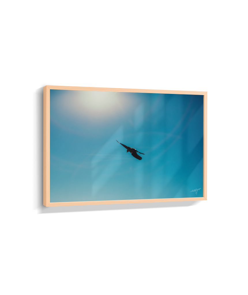 Wings in Blue