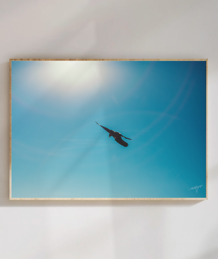 Wings in Blue