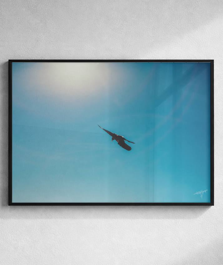 Wings in Blue
