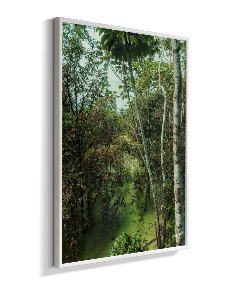 Hidden Wetlands
