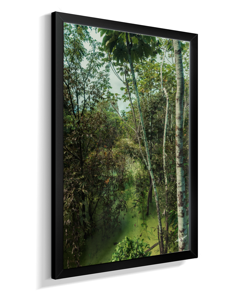 Hidden Wetlands