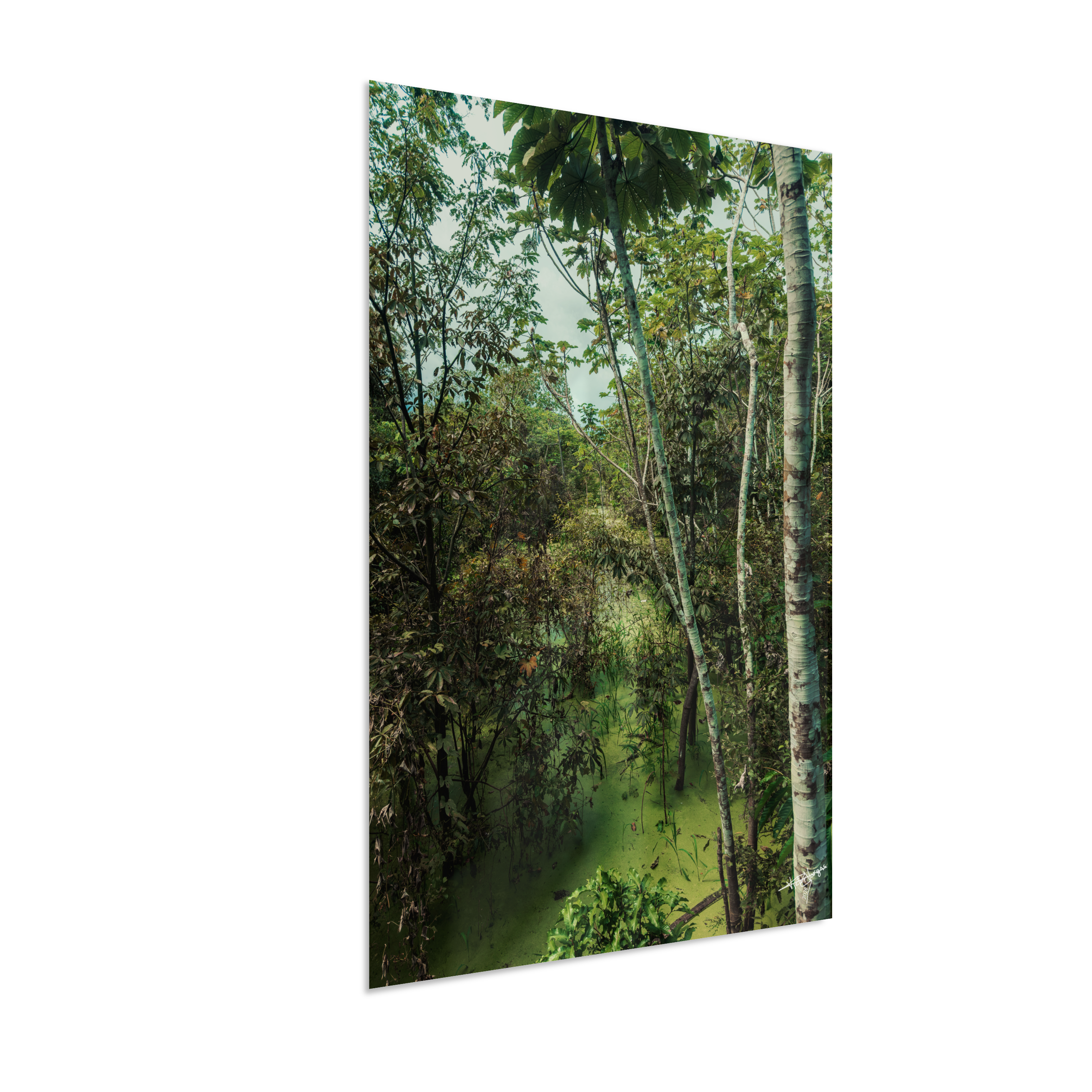 Hidden Wetlands
