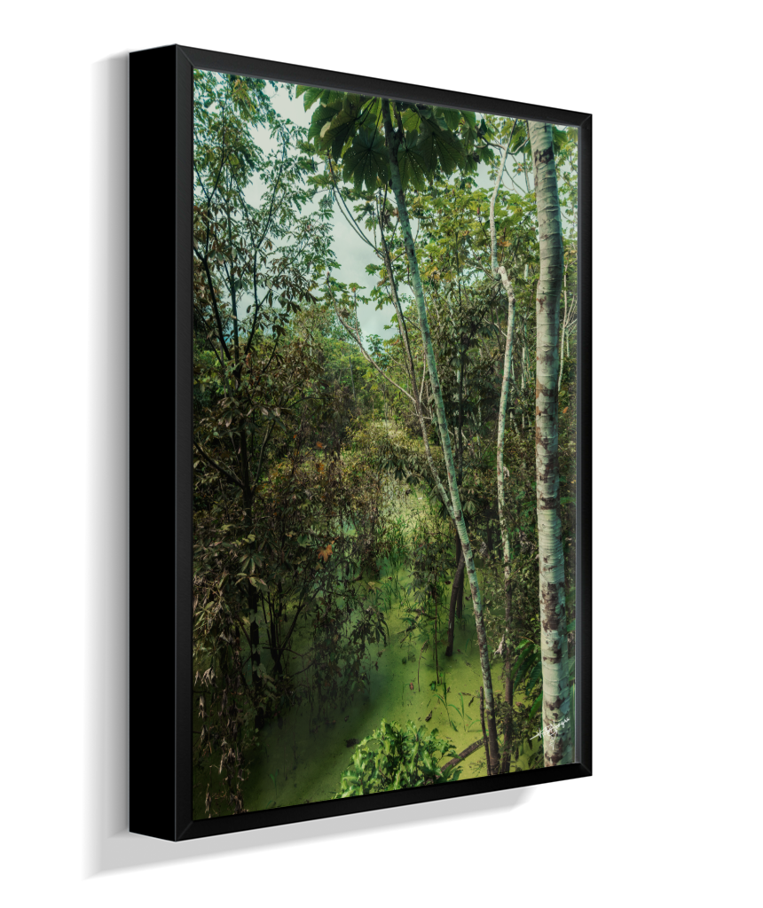 Hidden Wetlands
