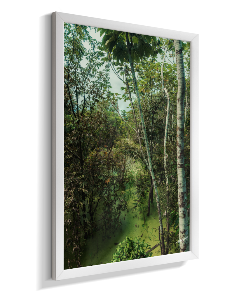 Hidden Wetlands