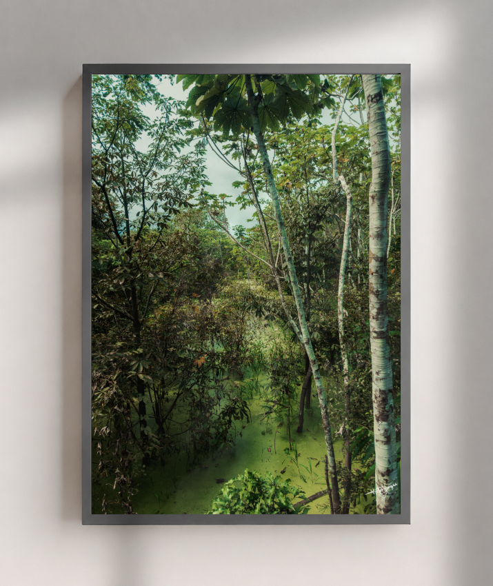 Hidden Wetlands