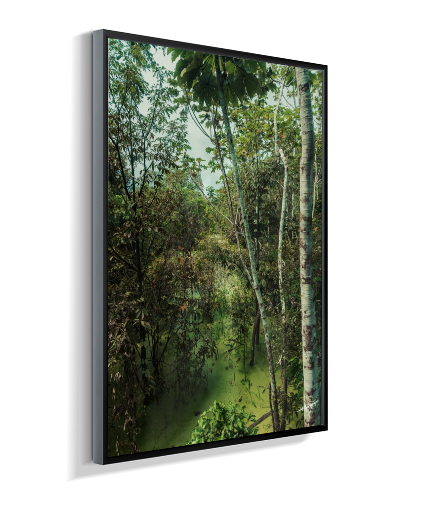 Hidden Wetlands