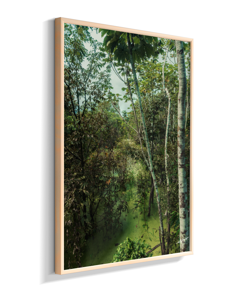 Hidden Wetlands