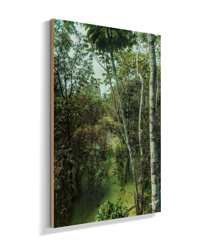 Hidden Wetlands