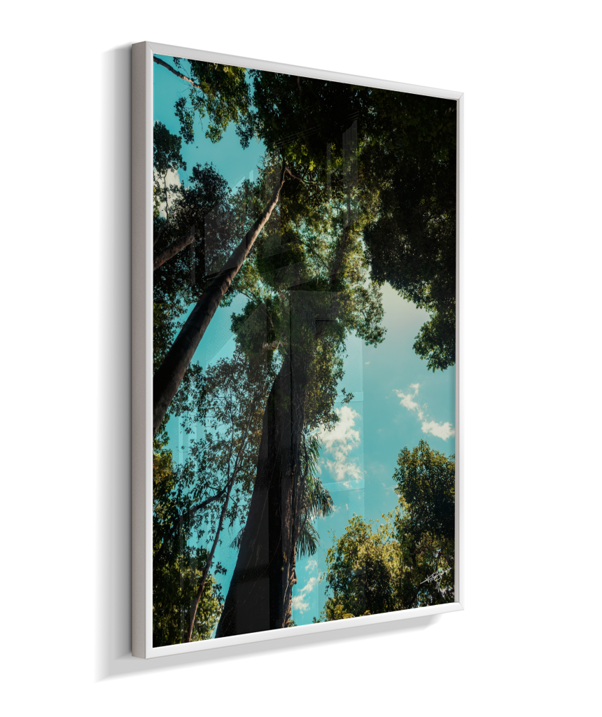 Forest Giants
