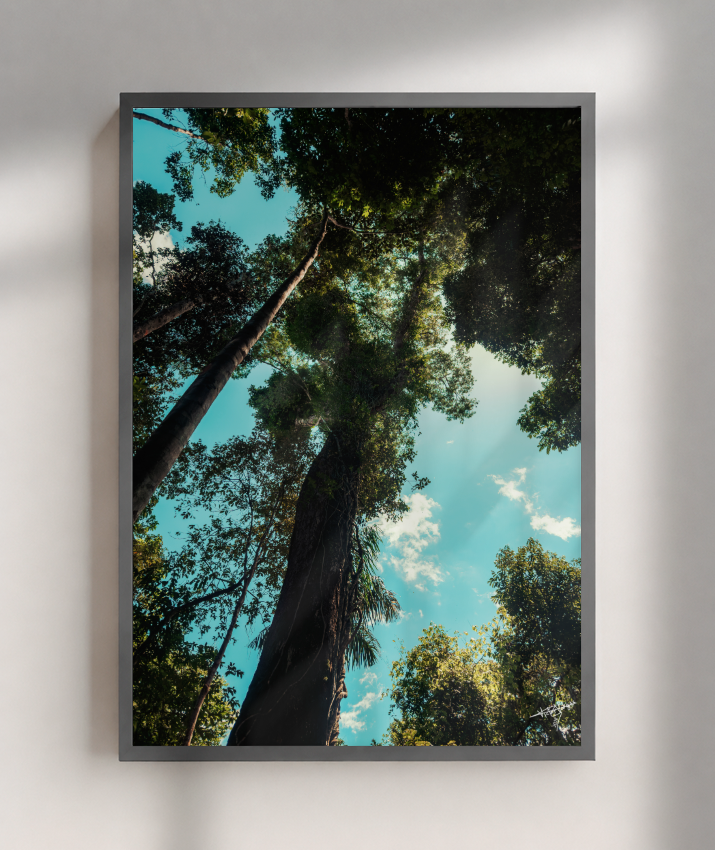 Forest Giants