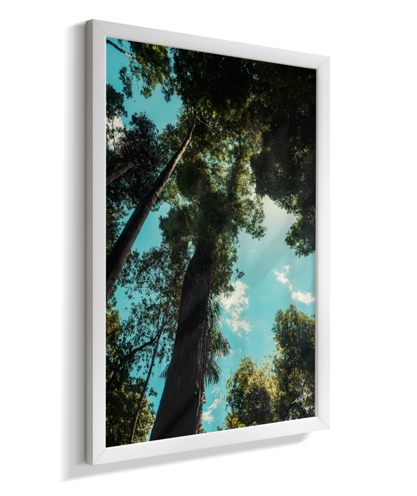Forest Giants