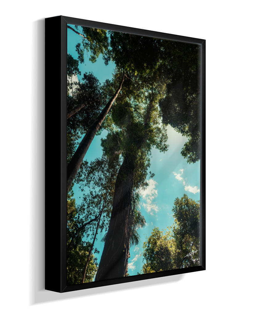 Forest Giants