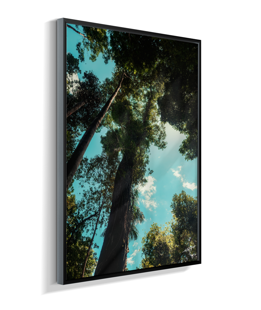 Forest Giants