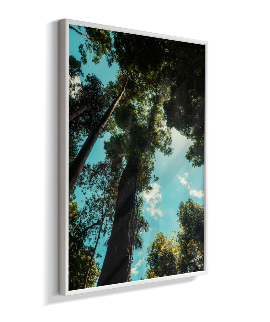 Forest Giants