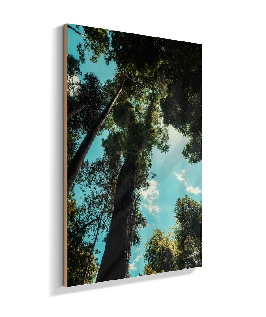 Forest Giants
