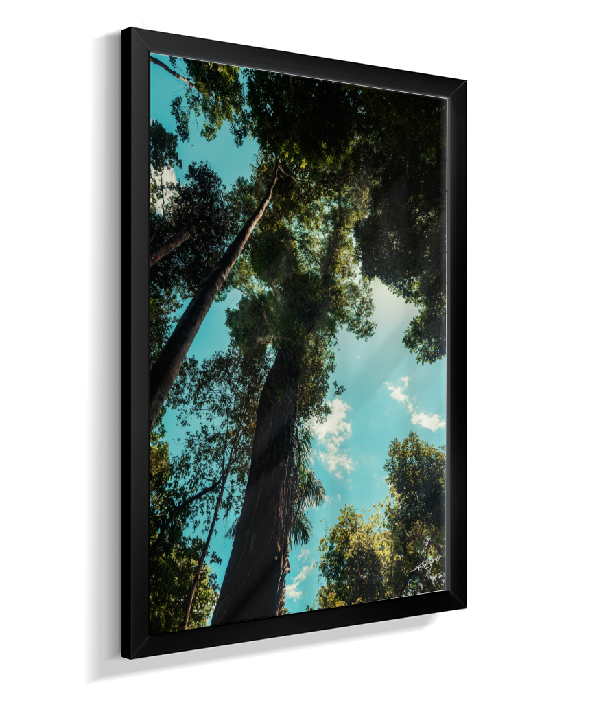 Forest Giants
